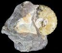 Hoploscaphites Ammonite Cluster - South Dakota #44048-1